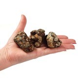 Psilocybe atlantis