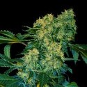 Ghingis Khan (VIP Seeds) feminisiert