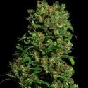 Critical VIP (VIP Seeds) feminisiert