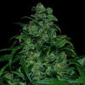 Tank (VIP Seeds) feminisiert