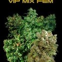 VIP Mix (VIP Seeds) feminisiert