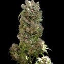 White Spanish (VIP Seeds) feminisiert