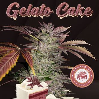 Gelato Cake (T.H.Seeds) feminisiert Gelato Cake (T.H.Seeds) feminisiert