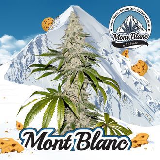 Mont Blanc (T.H.Seeds) feminisiert Mont Blanc (T.H.Seeds) feminisiert