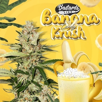 Banana Candy Krush (T.H.Seeds) feminisiert