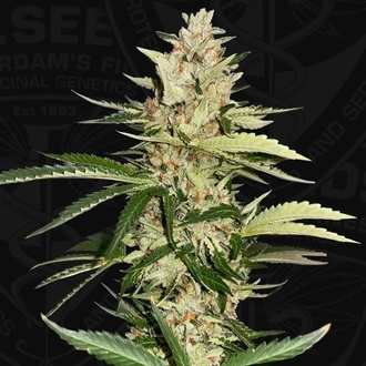 Banana Candy Krush (T.H.Seeds) feminisiert