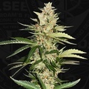 Banana Candy Krush (T.H.Seeds) feminisiert