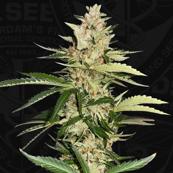 Banana Candy Krush (T.H.Seeds) feminisiert