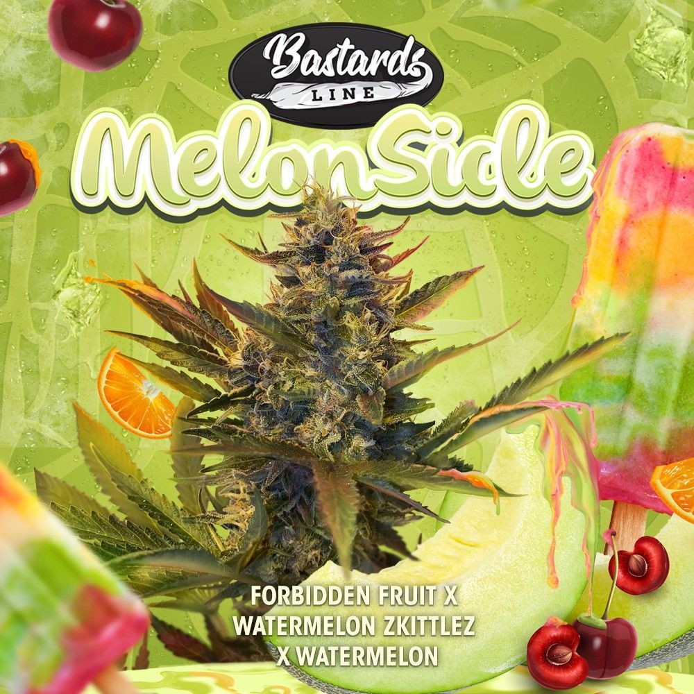 Melonsicle Feminisiert (T.H. Seeds)