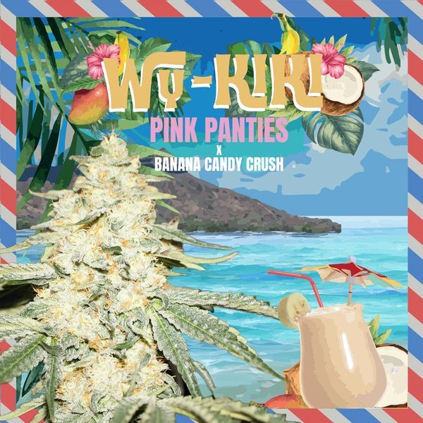 Wy-Kiki (T.H.Seeds) feminisiert