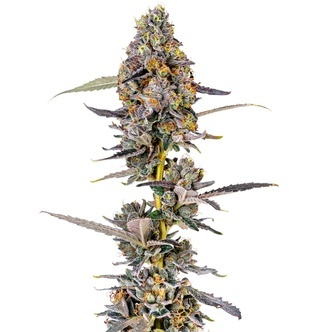 Cherry Mac Muffin (Growers Choice) feminisiert