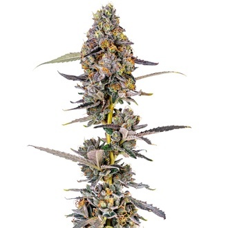 Cherry Mac Muffin (Growers Choice) feminisiert