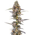 Cherry Mac Muffin (Growers Choice) feminisiert