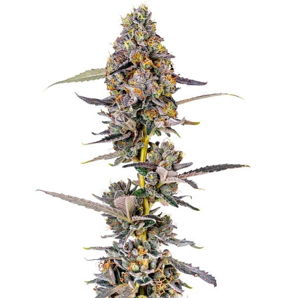 Cherry Mac Muffin (Growers Choice) feminisiert