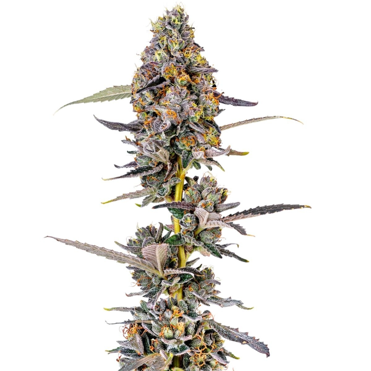 Cherry Gar-See-Ya R1 Feminisiert (Ethos Genetics)