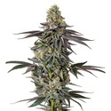 Original Oz (Growers Choice) feminisiert
