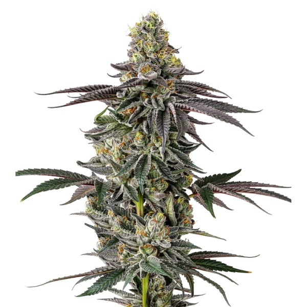 Original Oz (Growers Choice) feminisiert