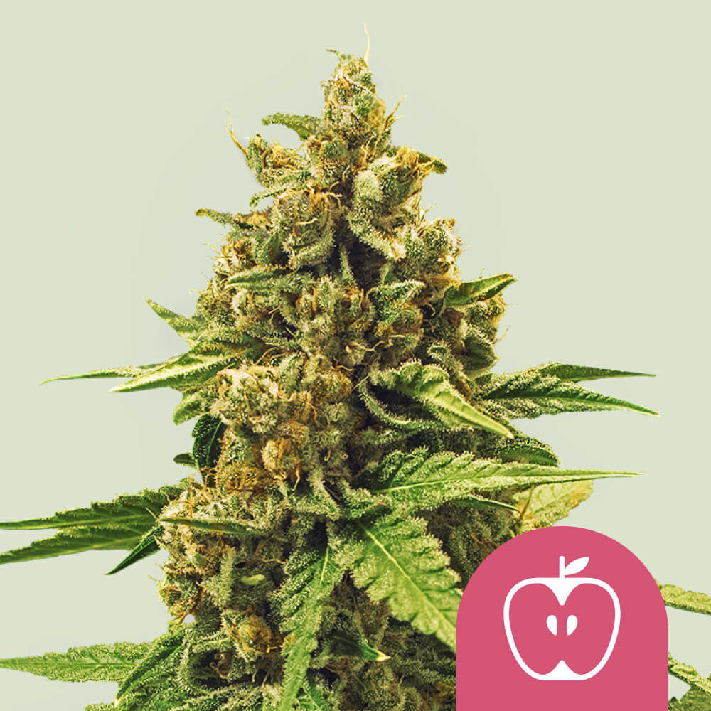 Apple Fritter Feminisiert (Royal Queen Seeds)