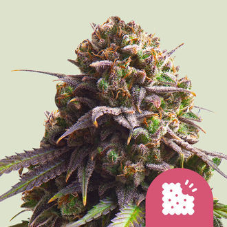 Biscotti (Royal Queen Seeds) feminisiert Biscotti (Royal Queen Seeds) feminisiert