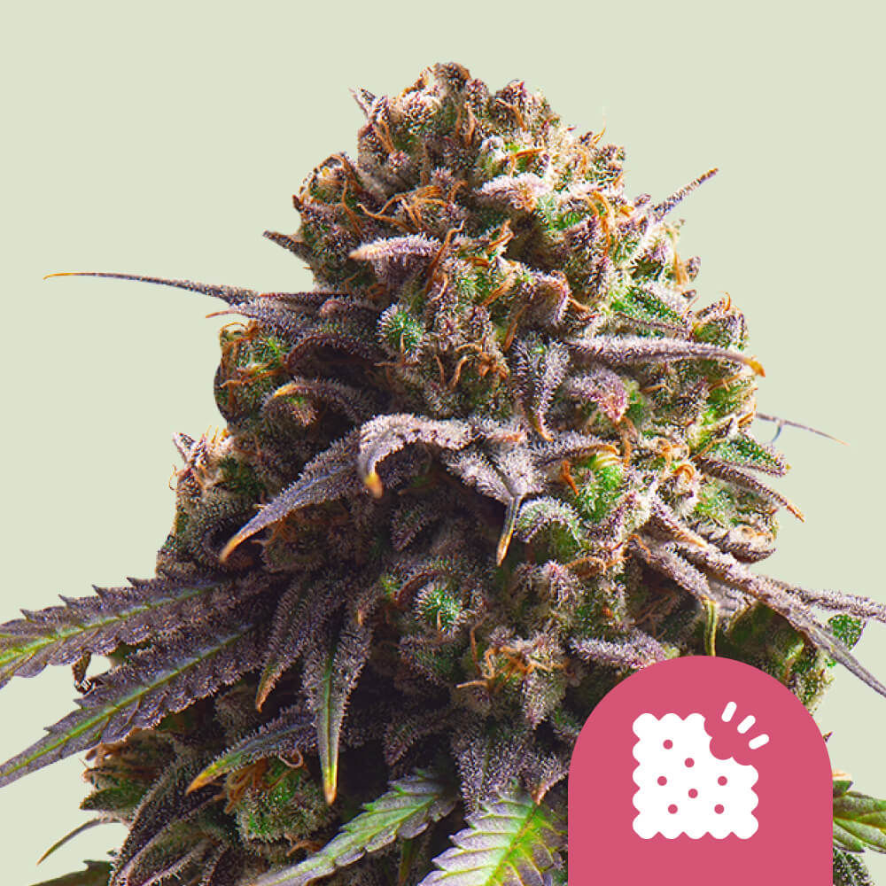 Biscotti Feminisiert (Royal Queen Seeds)