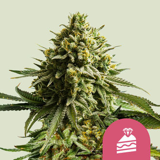 Wedding Cake (Royal Queen Seeds) feminisiert Wedding Cake (Royal Queen Seeds) feminisiert