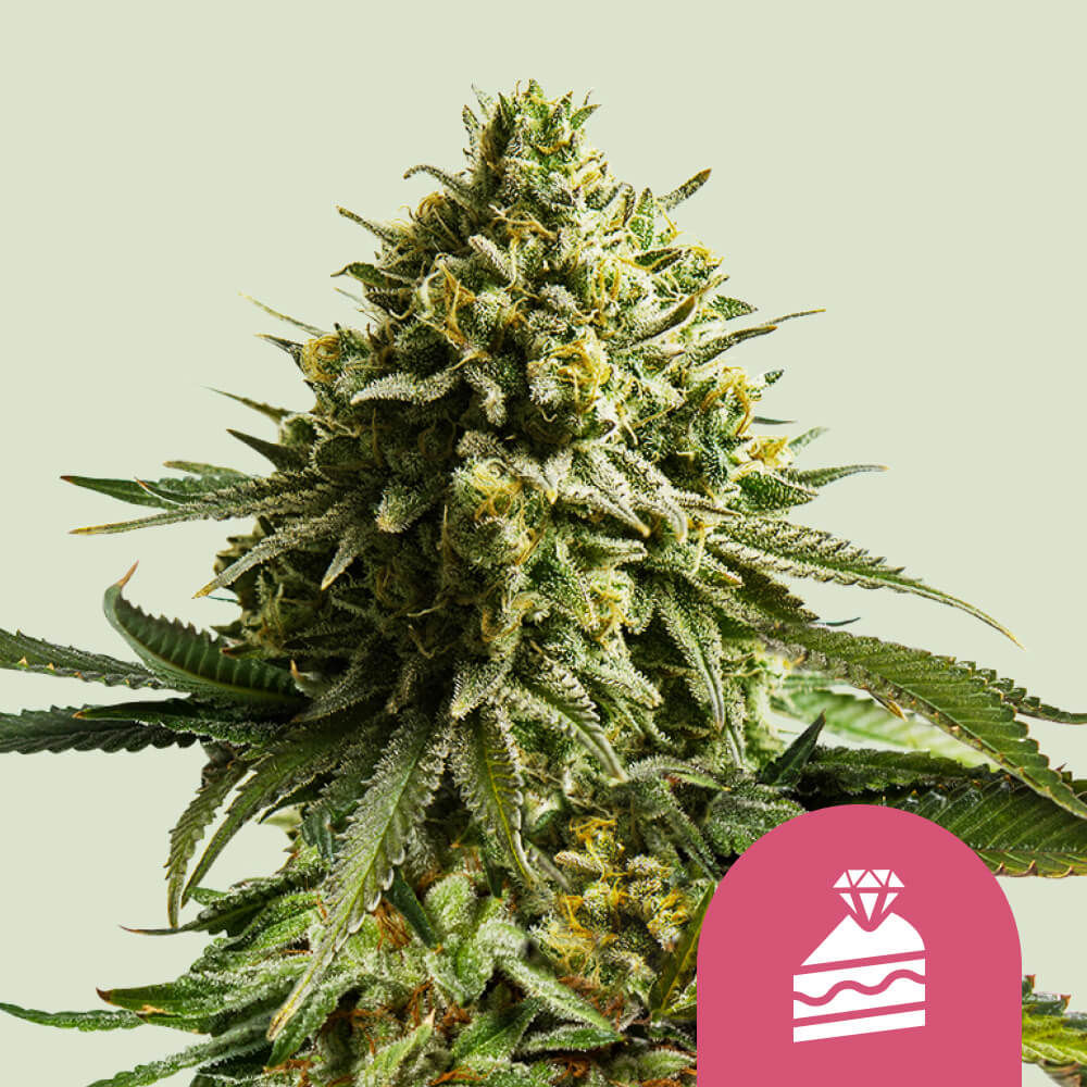 Wedding Cake Feminisiert (Royal Queen Seeds)