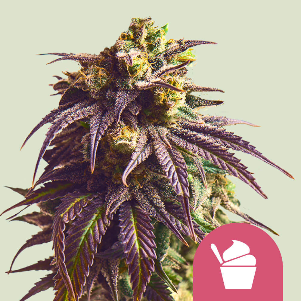 Sundae Driver Feminisiert (Royal Queen Seeds)