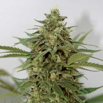 Amnesia Lemon Pie (Garden of Green) feminisiert