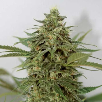 Amnesia Lemon Pie (Garden of Green) feminisiert