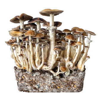 Hawaii Flüssigkulturspritze (Acid Shroomz)