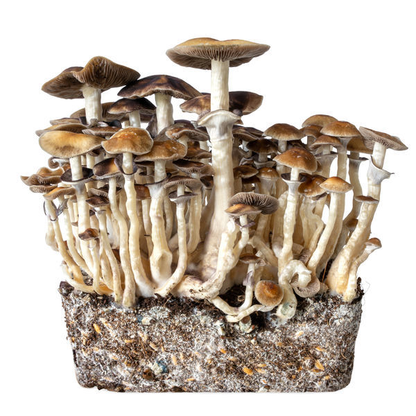 Hawaii Flüssigkulturspritze (Acid Shroomz)