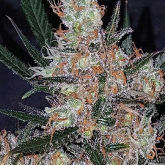 Diesel Berry Cough (Garden of Green) feminisiert Diesel Berry Cough (Garden of Green) feminisiert