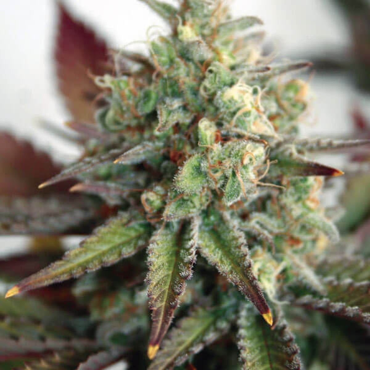 Ak 2.0 XL Auto (Ganja Farmer)