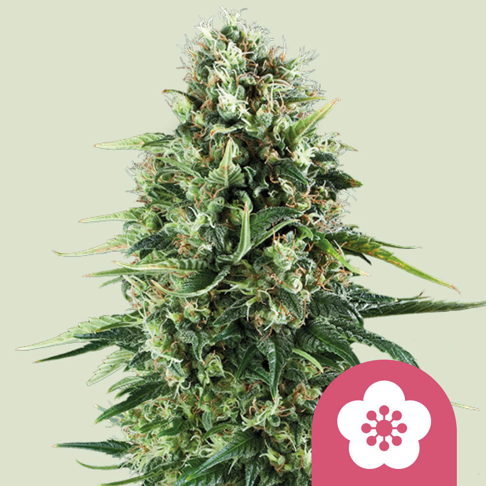 Power Flower Feminisiert (Royal Queen Seeds)