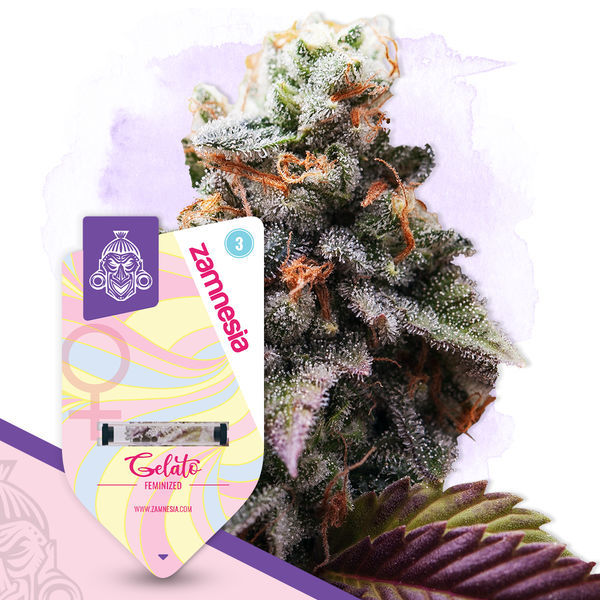 Legendary Pack - feminisierte Sorten