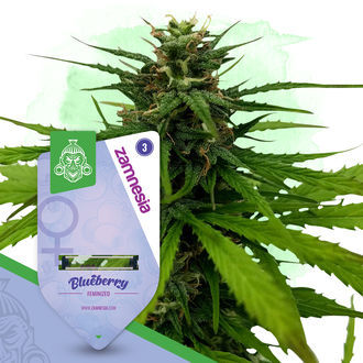 Coffeeshop Classics Pack - feminisierte Sorten