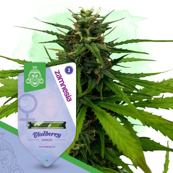 Coffeeshop Classics Pack - feminisierte Sorten