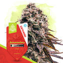 Fruity Pack - autoflowering Sorten
