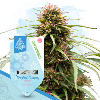Fruity Pack - autoflowering Sorten