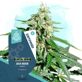 Coffeeshop Classics Pack - Autoflowering Sorten