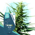 Coffeeshop Classics Pack - Autoflowering Sorten