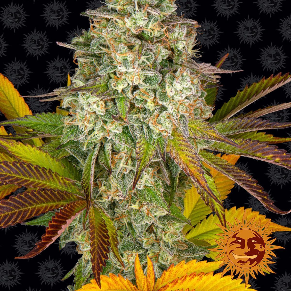 Cookies Kush X Auto (Barney's Farm)