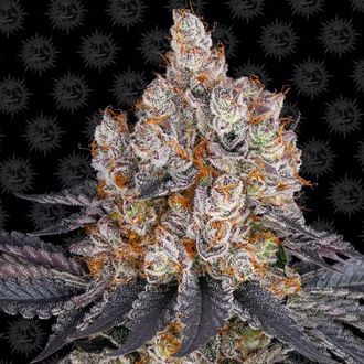 Gelato (Barney's Farm) feminisiert Gelato (Barney's Farm) feminisiert