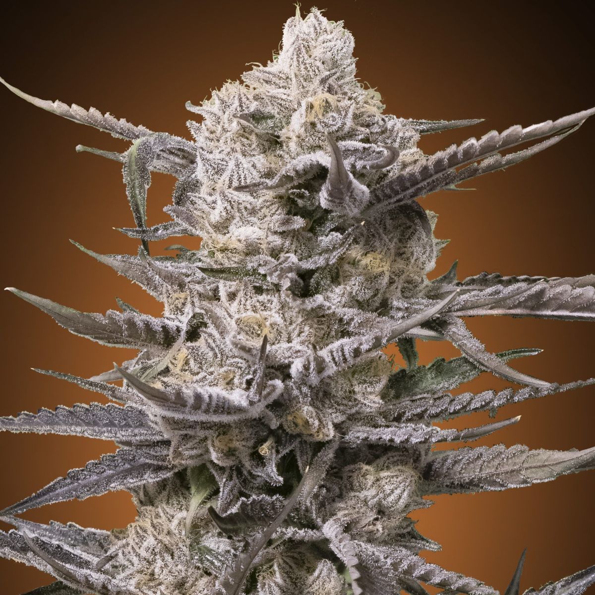 Melon Diesel Feminisiert (Advanced Seeds)
