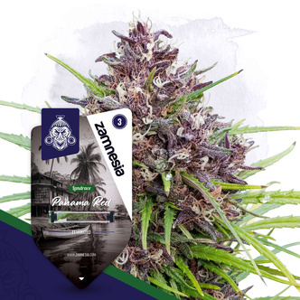 Panama Red (Zamnesia Seeds) feminisiert