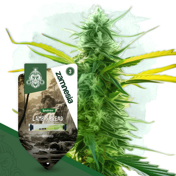 Lamb's Bread (Zamnesia Seeds) feminisiert
