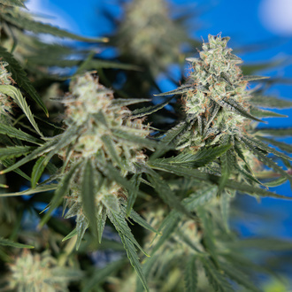 Do-Si-Dos F1 Automatic (Zamnesia Seeds) feminisiert