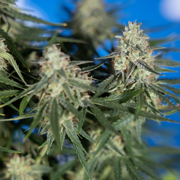 Do-Si-Dos F1 Automatic (Zamnesia Seeds) feminisiert