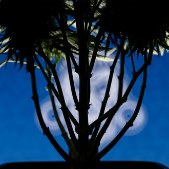 Do-Si-Dos F1 Automatic (Zamnesia Seeds) feminisiert