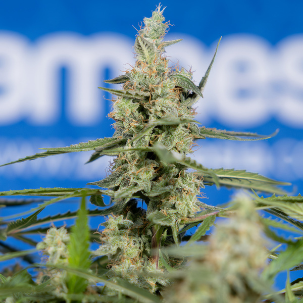 Do-Si-Dos F1 Automatic (Zamnesia Seeds) feminisiert